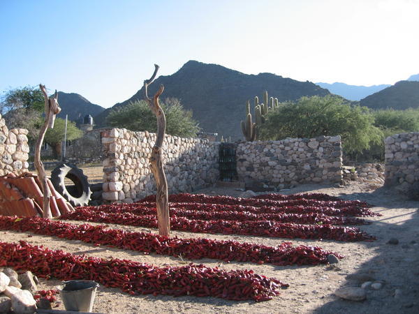 Peppers drying in the sun, beyond La Paya