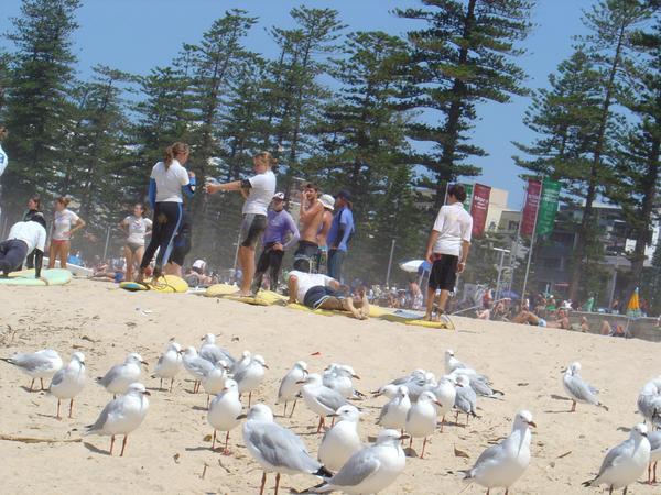 Surf Class on Manly Beach