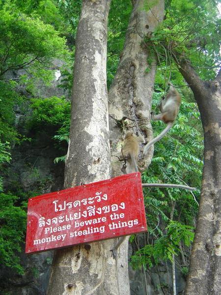 Crazy monkeys at temple grounds