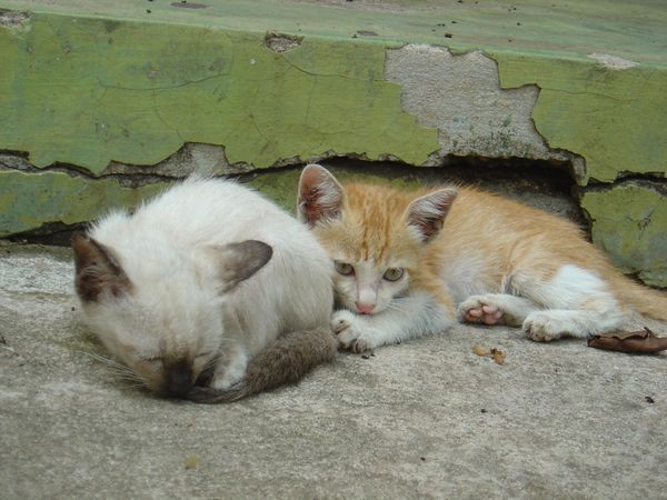 Temple Kittens