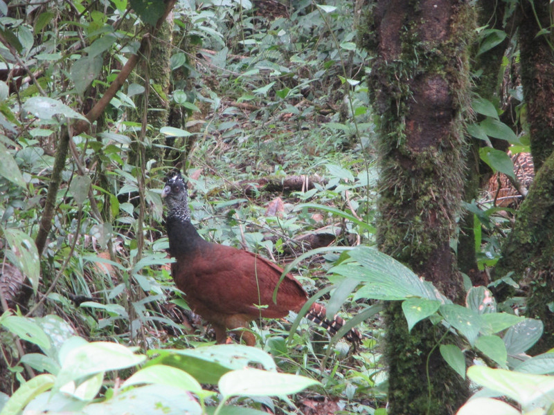 Costa Rican Wild Turkey