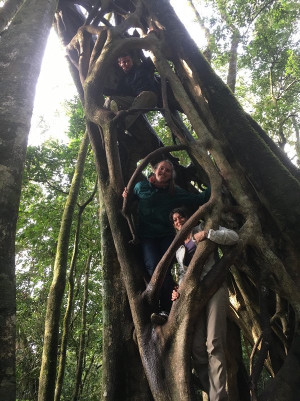 Climbing the Strangler Fig