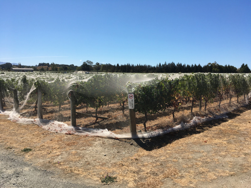 Miles of fabric to protect grapes from birds