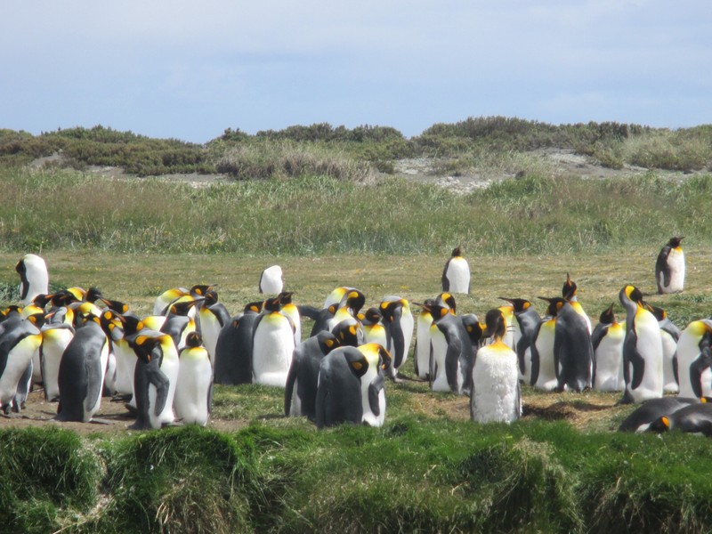 King Penguins at Pengunia Rey
