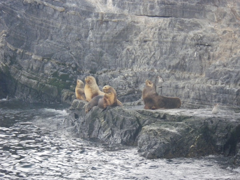 Sea Lions in the Beagle Channell