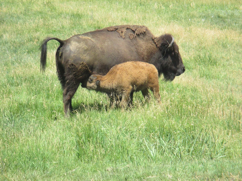 Spring Bison Calf