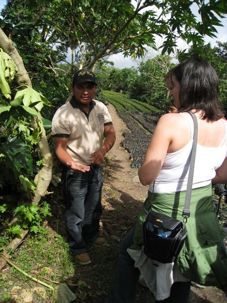 Learning about coffee plants