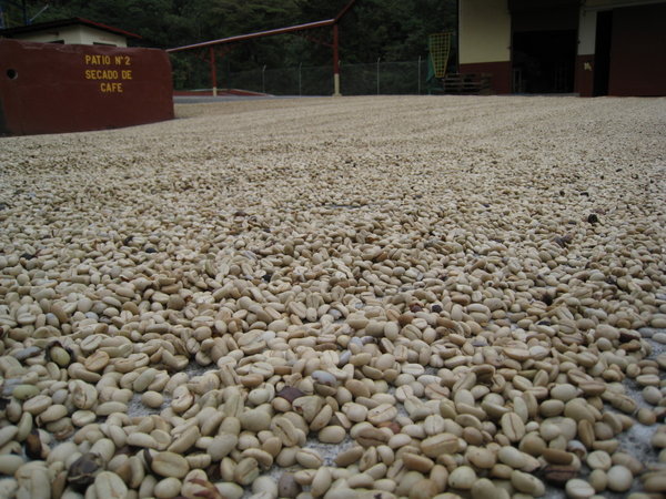 Pre-drying the coffee in the sun