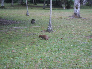 animal at Tikal