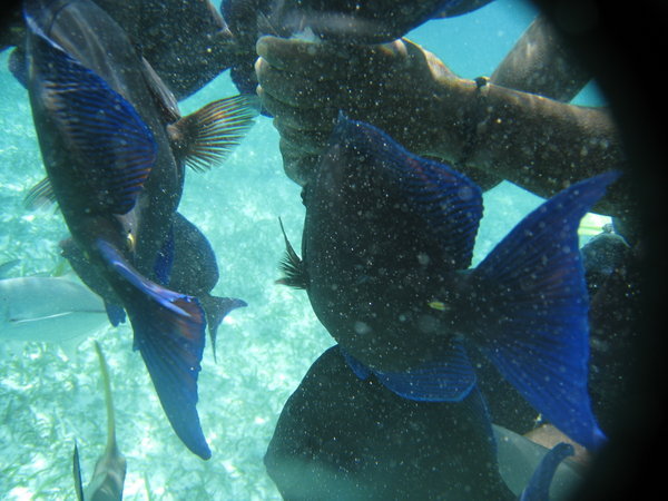 I thought that these blue and black fish were cool