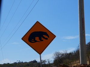 CAUTION -Ant Eater crossing.  I missed taking a photo of iguana crossing sign