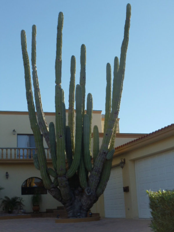 Cactus bigger than house - San Carlos