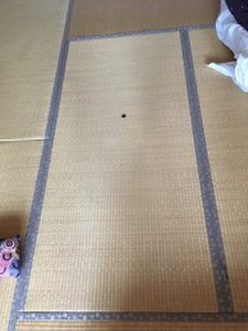 10 yen coin on a tatami mat