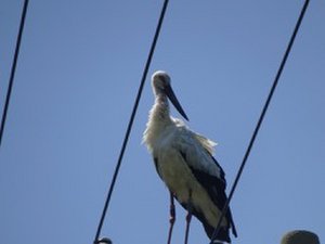 closer view of the stork from the road