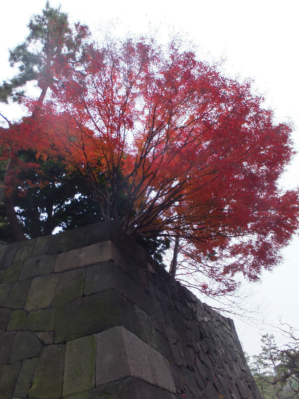 end of season red leaves