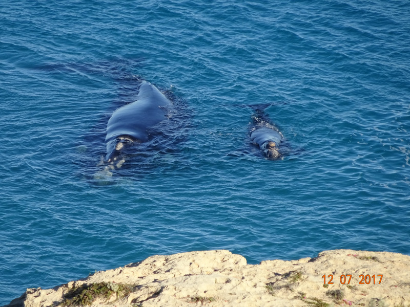 whales floating below us!