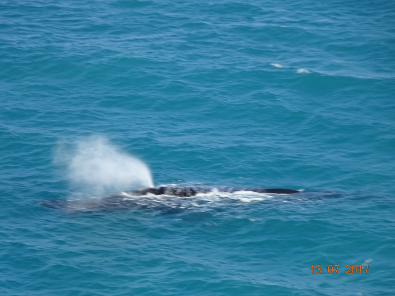 my best shot of a whale blowing