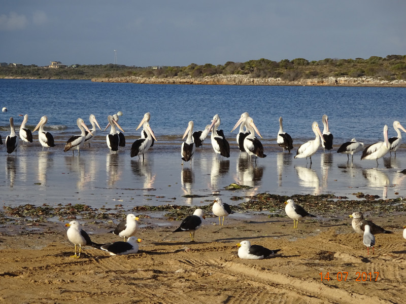 pelicans at Venus Bay on our return journey