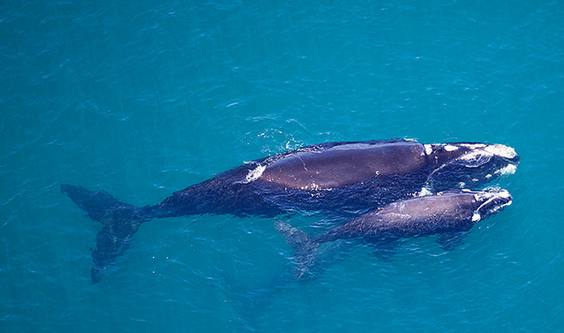 southern-right whales from the NSW National Parks website