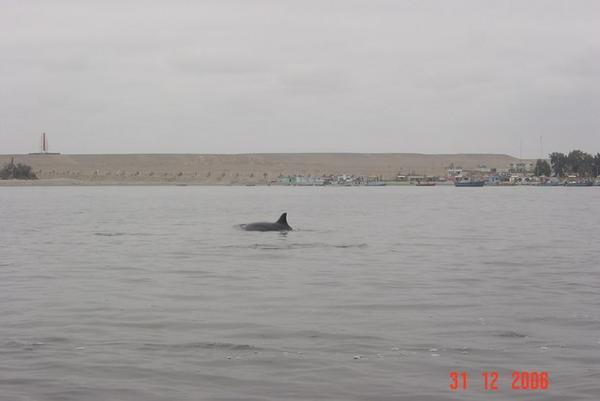 Dolphin in the Bay