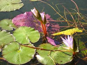 Water lilies there and everywhere, Inle Lake