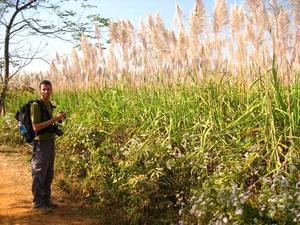 Sugarcane in field