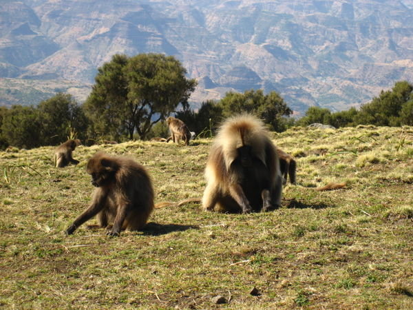 Gelada Baboons feasting