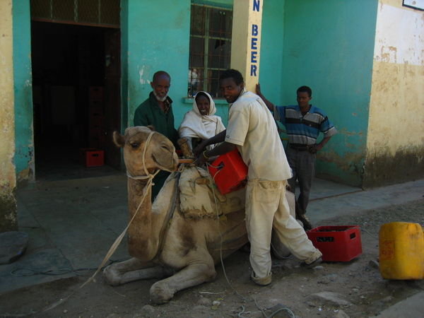 loading the camel with Dashen Beer in Axum 