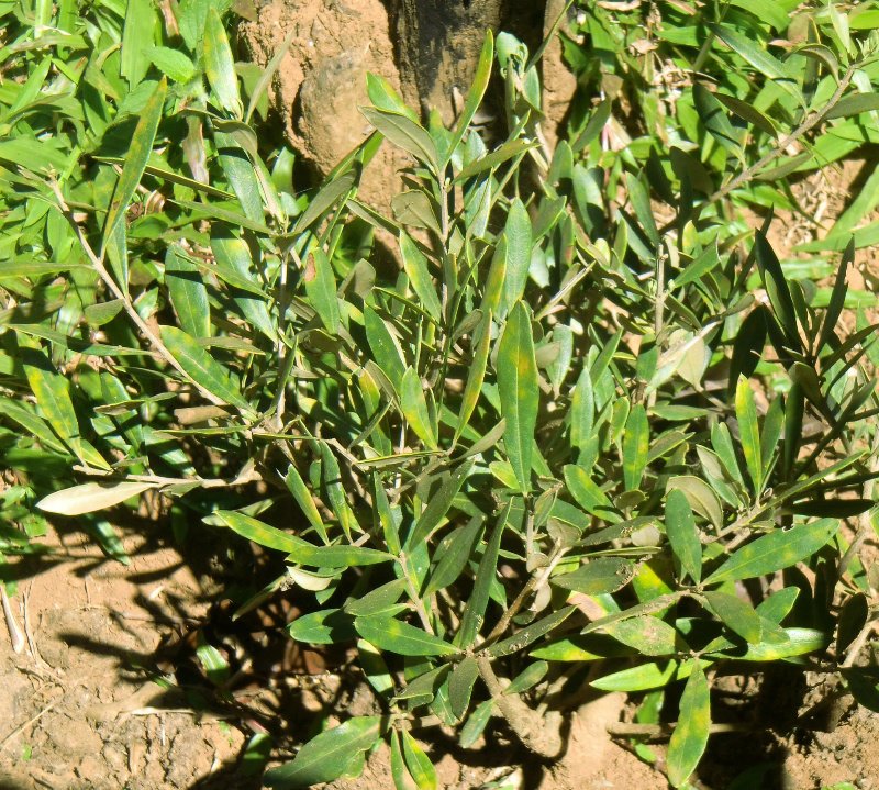 Plant d'arabica