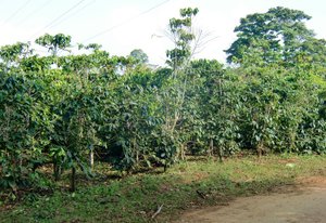 Plantation de café
