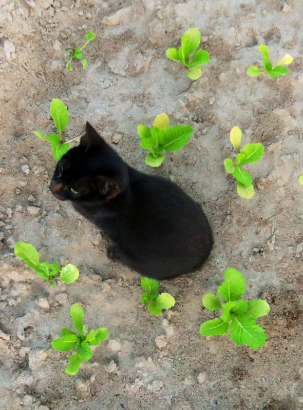 Chat au milieu des salades