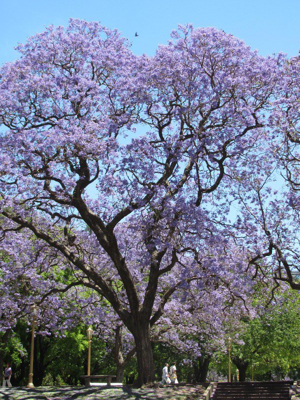 Jacaranda trees in bloom
