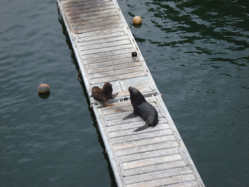 Sea lion standoff