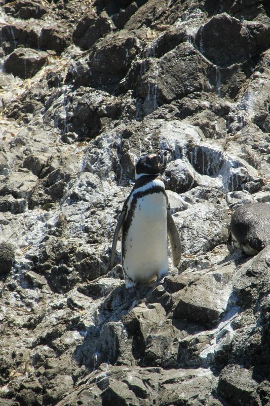 Penguins - Chiloe
