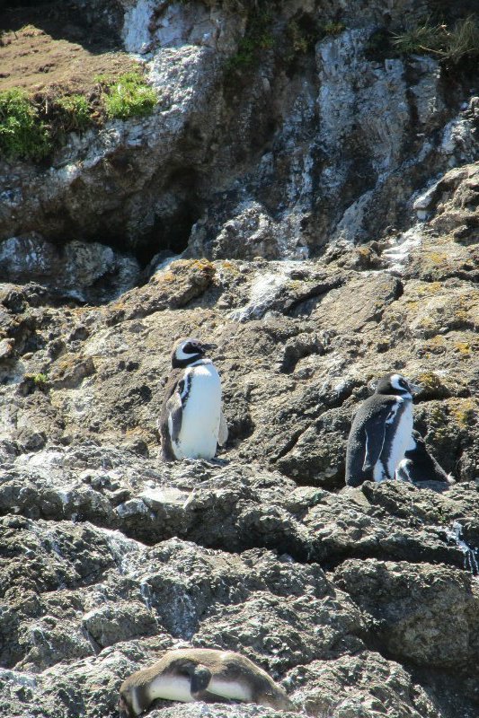 Penguins - Chiloe