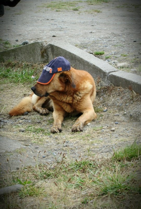 Very patient dog, Chiloe