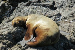 Sea lion - Chiloe