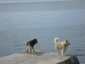 Crazy hounds in Punta Arenas