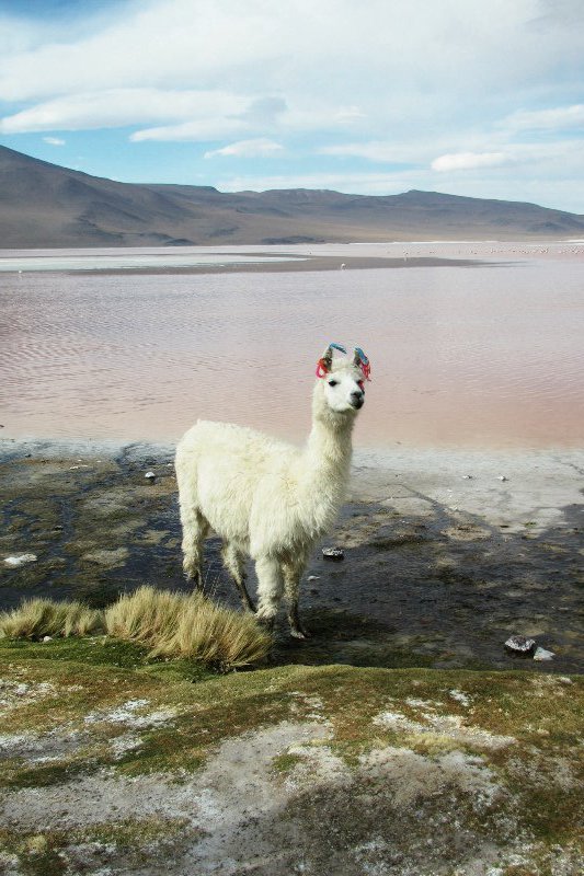 Altiplano lake and llama