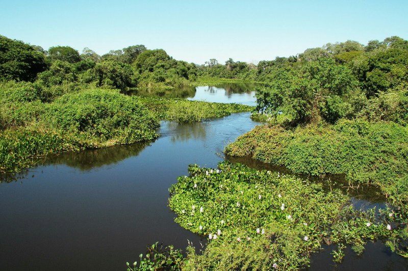 The Pantanal - the biggest wetland in the world