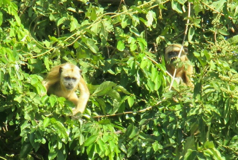 Pantanal residents - Howler monkeys