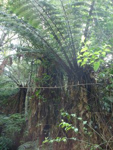 Samaipata - Amboro National Park (giant ferns in the cloud forest)