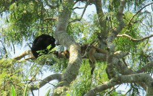 The Pantanal - Howler monkeys