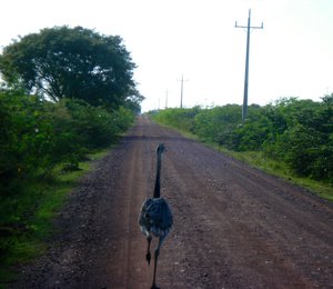 The Pantanal - Emu