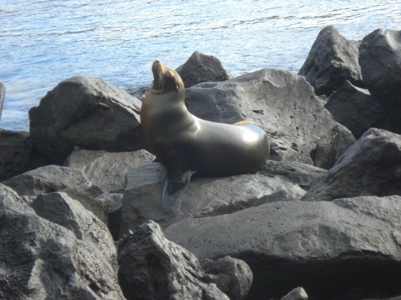 Posing sea lion
