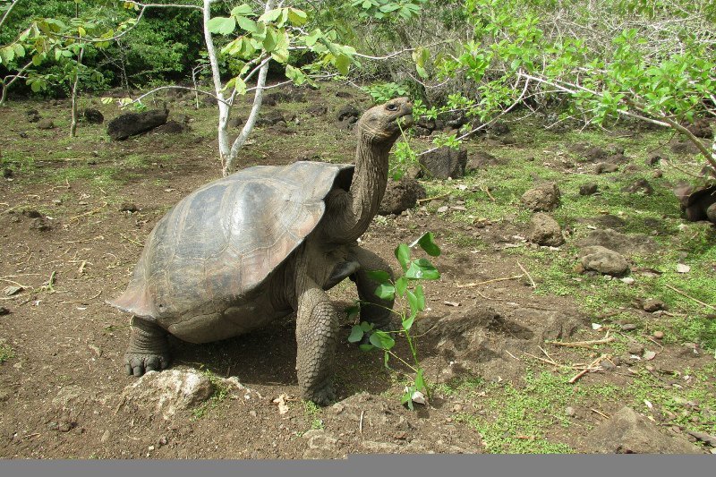 Giant tortoise having lunch