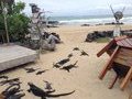 The Isabela iguanas spent a lot of time in the bar! 