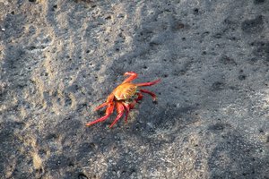 Sally Light Foot crab