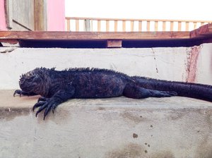 The iguana who lived on the top step of our hostel