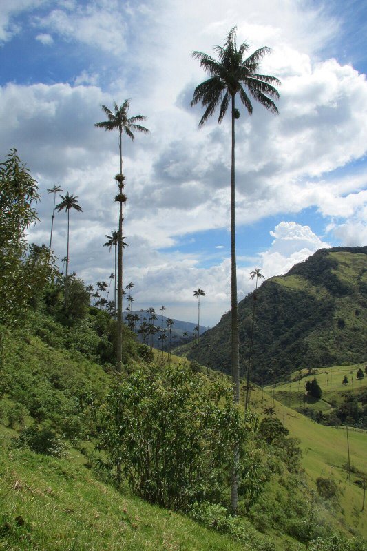 A stroll through the wax palms of the Cocora Valley